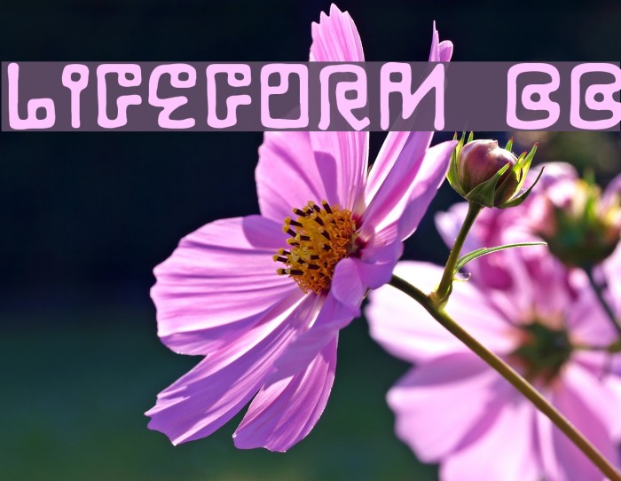 LifeForm BB Font examples