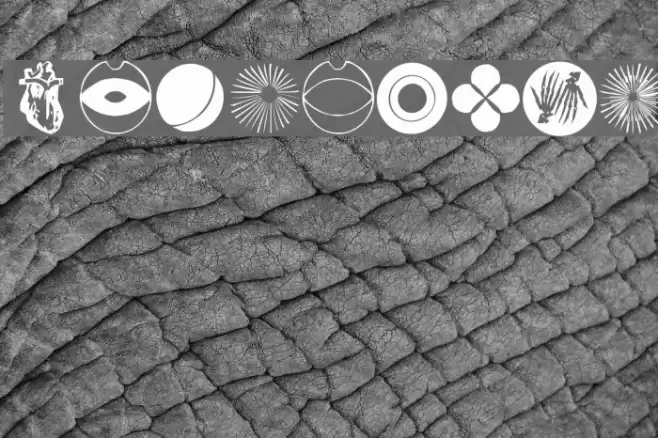 LifeIcons Font examples