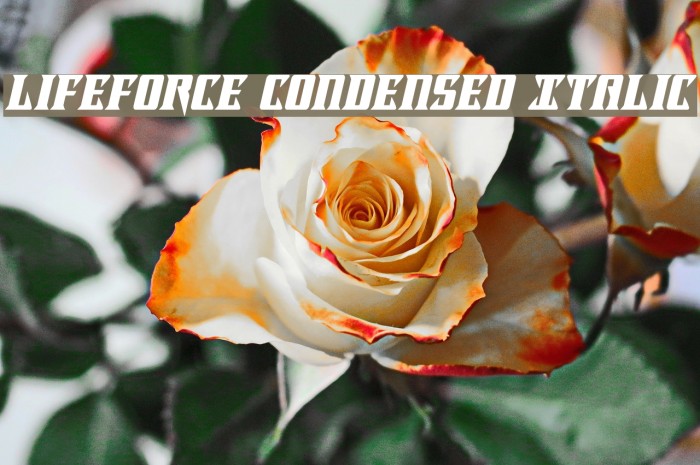 Lifeforce Condensed Italic Example 3