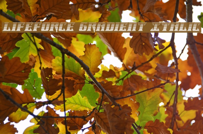 Lifeforce Gradient Italic Example 2