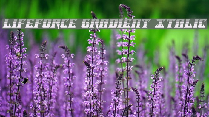Lifeforce Gradient Italic Example 3