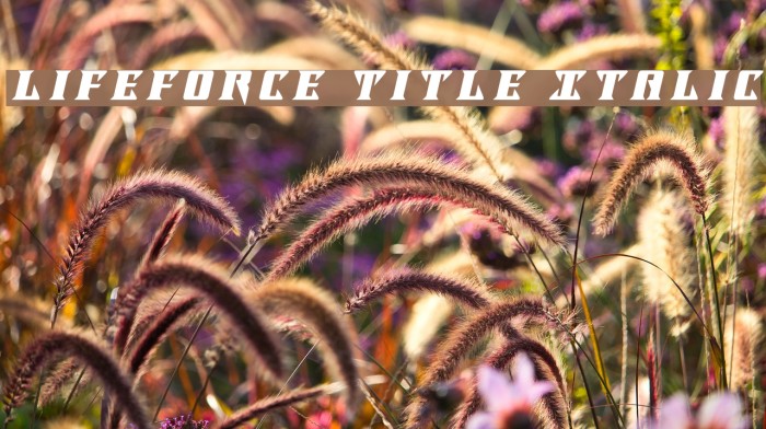 Lifeforce Title Italic Font examples