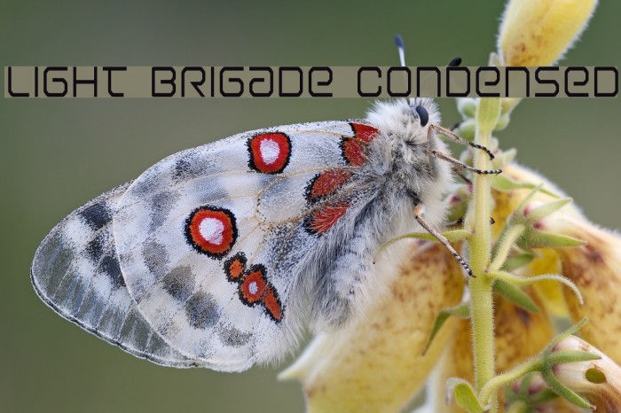 Light Brigade Condensed Example 2