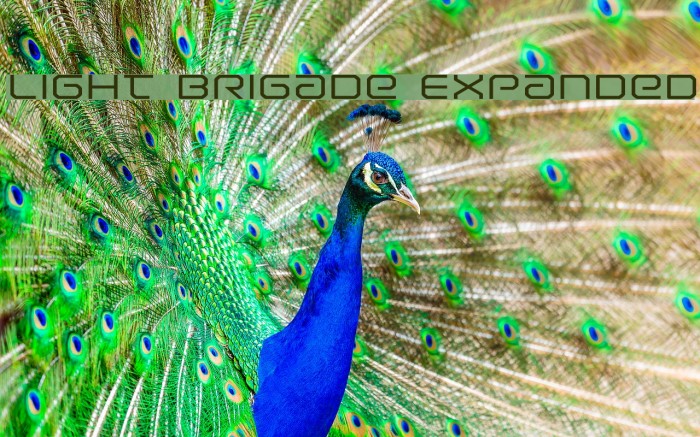 Light Brigade Expanded Example 3