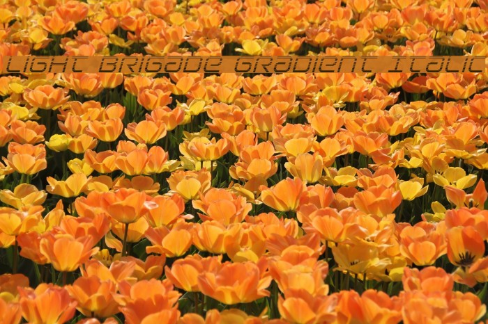 Light Brigade Gradient Italic Font examples