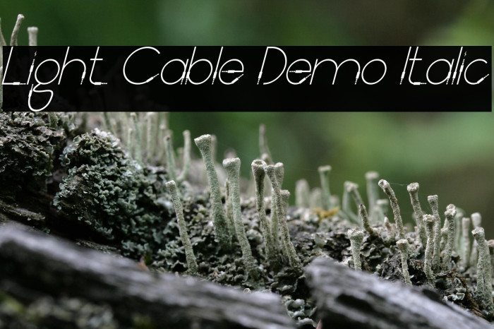 Light Cable Demo Italic Example 2