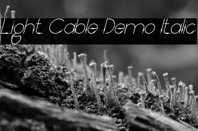 Light Cable Demo Italic Font examples