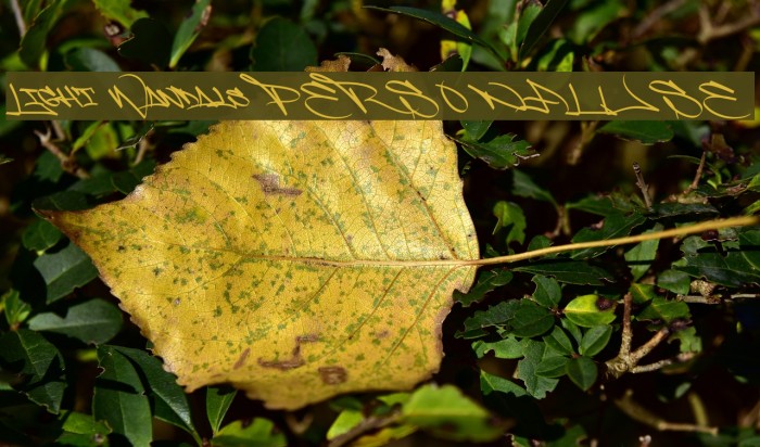 Light Wandals PERSONAL USE Example 1