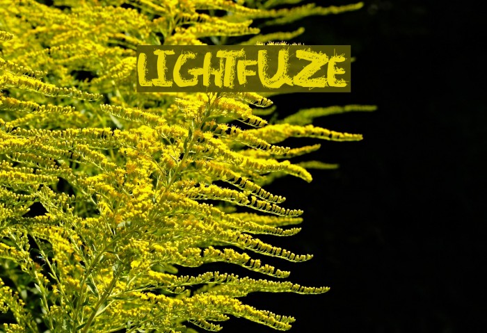 LightFuze Example 3