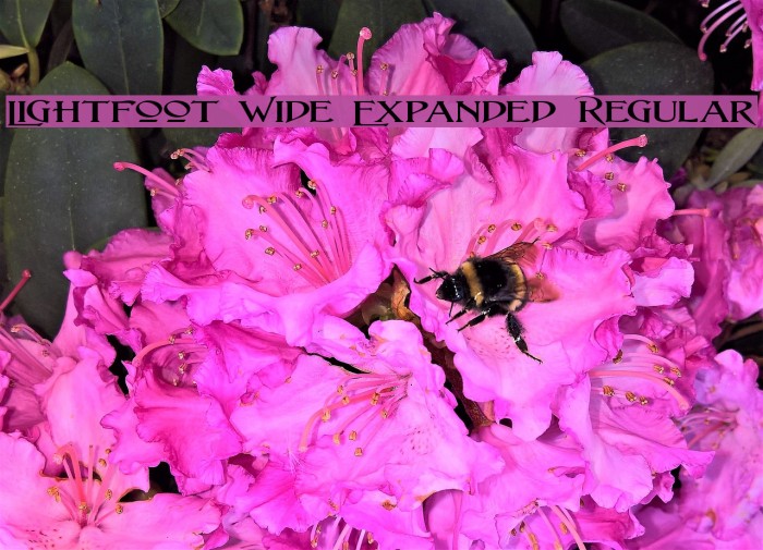 Lightfoot Wide Expanded Regular Font examples