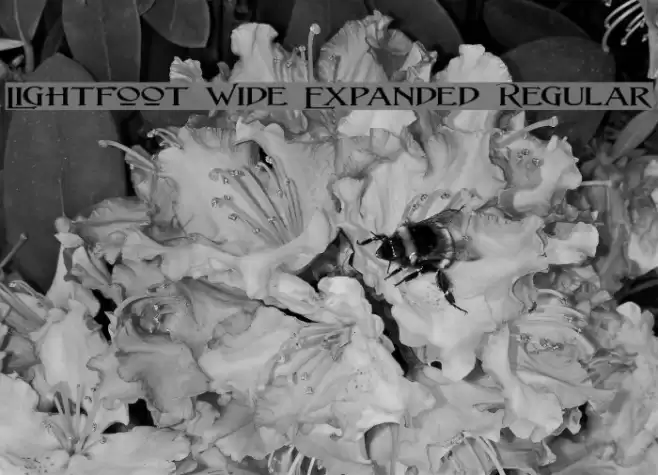 Lightfoot Wide Expanded Regular フォント examples