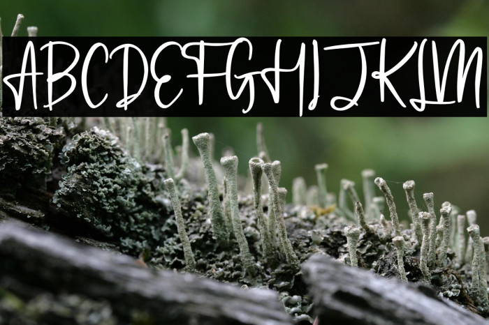 Lightshoot Example 1