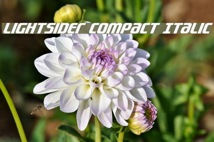 Lightsider Compact Italic Font examples