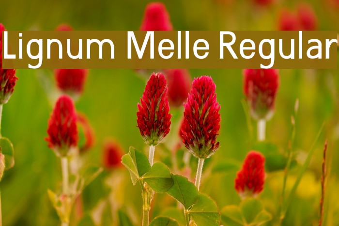 Lignum Melle Regular Font examples