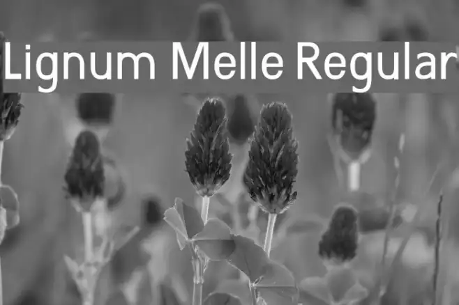 Lignum Melle Regular Example 2