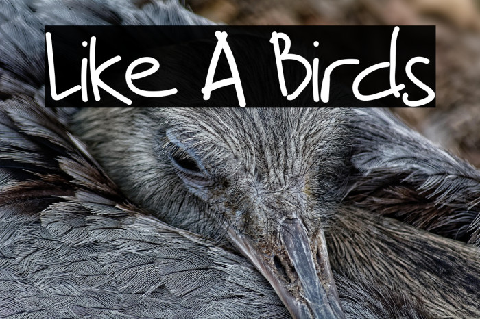 Like A Birds Example 1