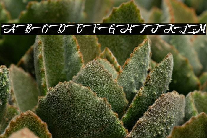 Likely Kitty - Personal Use Example 1