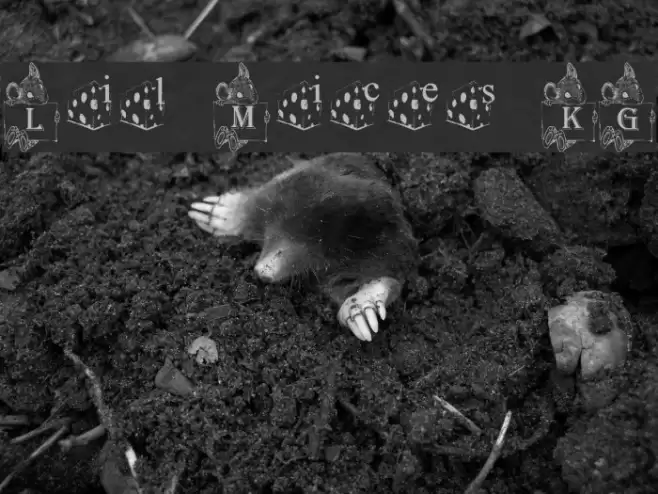 Lil Mices _KG Font examples