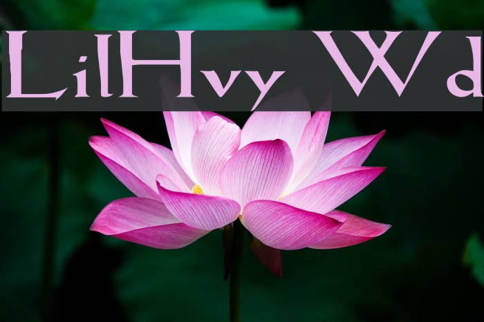 LilHvy Wd Font examples