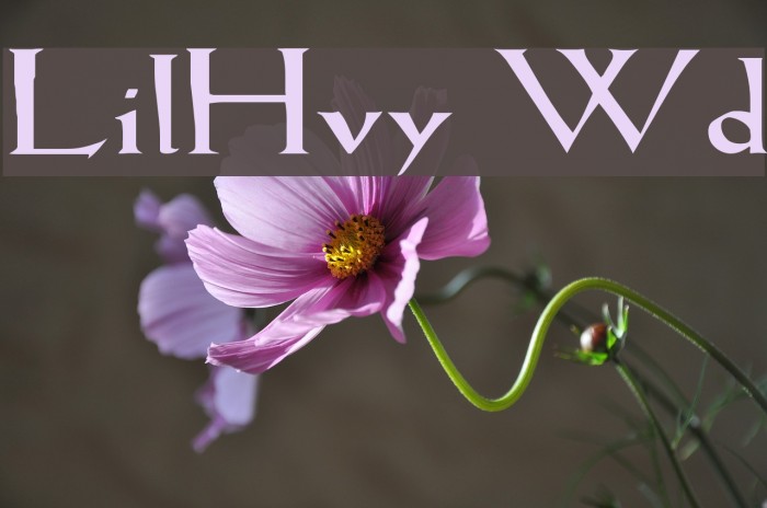 LilHvy Wd Font examples