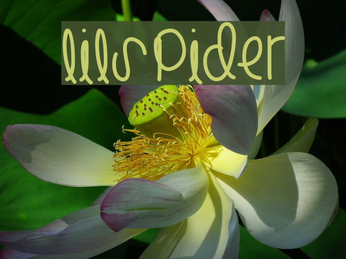 LilSpider Font examples