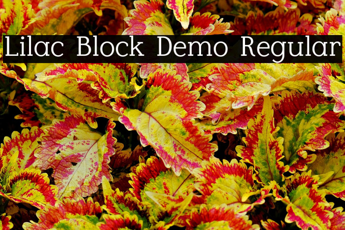 Lilac Block Demo Regular Example 1