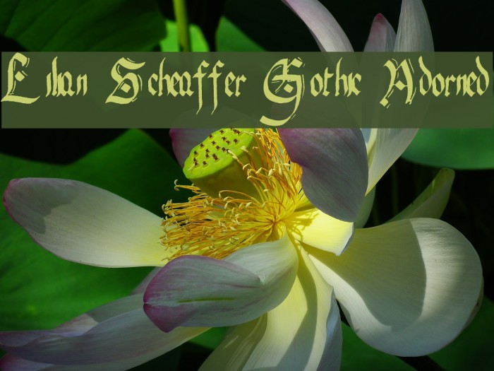 Lilian Scheaffer Gothic Adorned Example 3