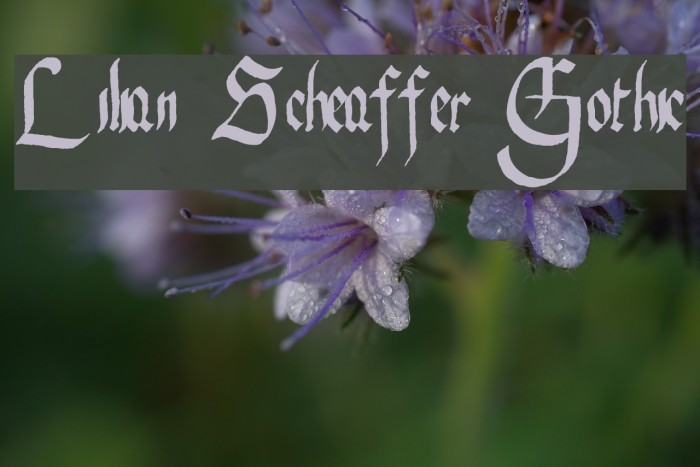 Lilian Scheaffer Gothic Example 3