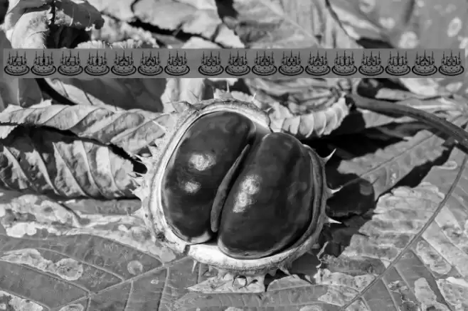 Lilians Geburtstag Font examples