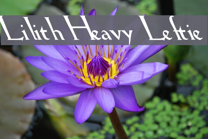 Lilith Heavy Leftie Font examples