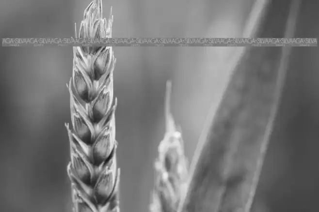 LilliusDEMO Font examples