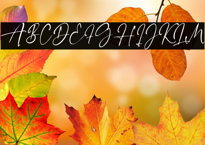 LillyElise Example 2