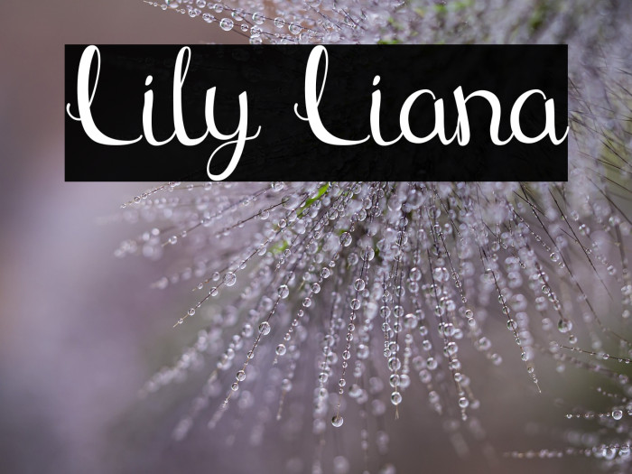 Lily Liana Example 2