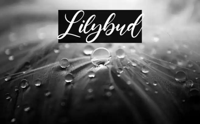 Lilybud Example 1