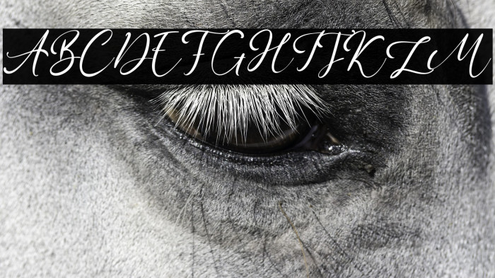 LilypadAvenue Example 2