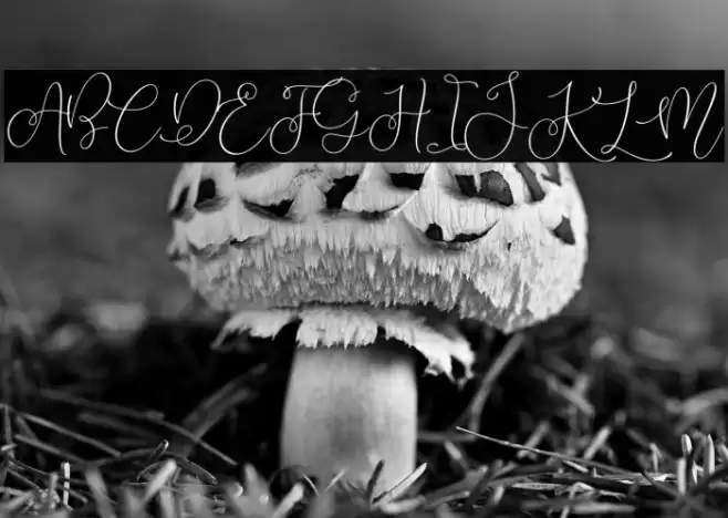 Lilypaly Font examples