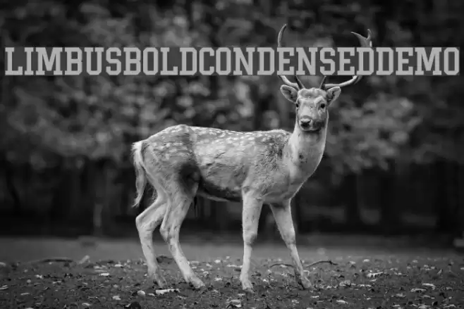 Limbus-BoldCondensedDemo Font examples