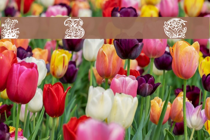 Lime Blossom Caps Font examples