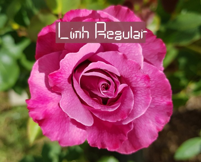 Limh Regular フォント examples