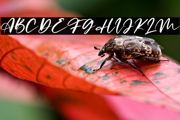 Limited Edition Example 2