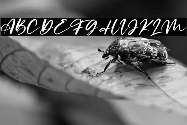 Limited Edition Font examples