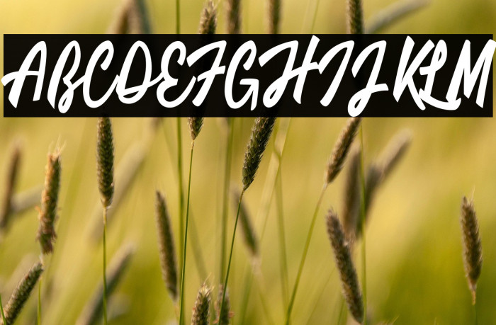 Limousines Personal Use  Example 2