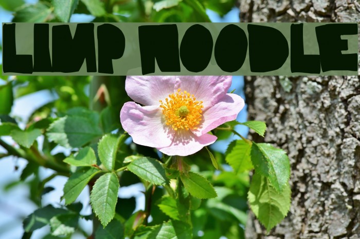 Limp Noodle Font examples