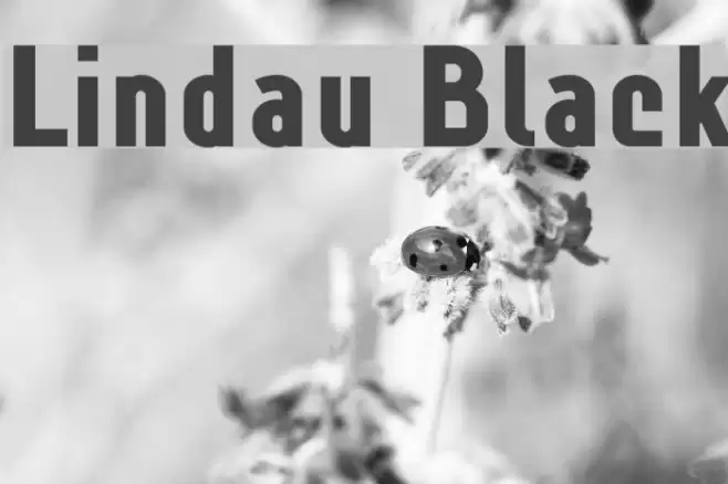 Lindau Black Font examples
