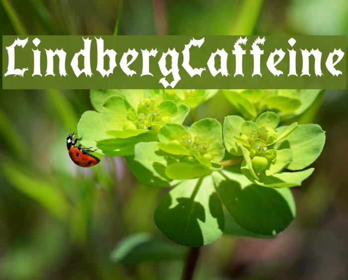 LindbergCaffeine Font examples