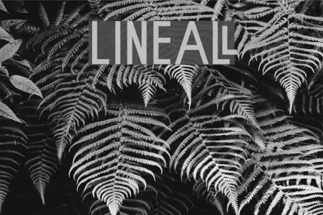 Lineal Example 3