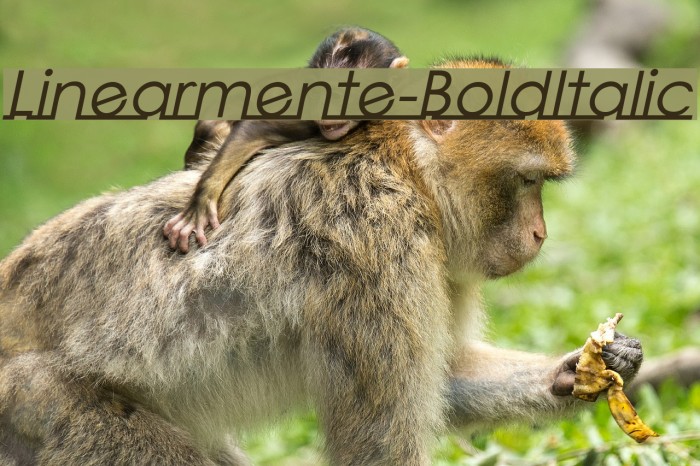Linearmente-BoldItalic Font examples