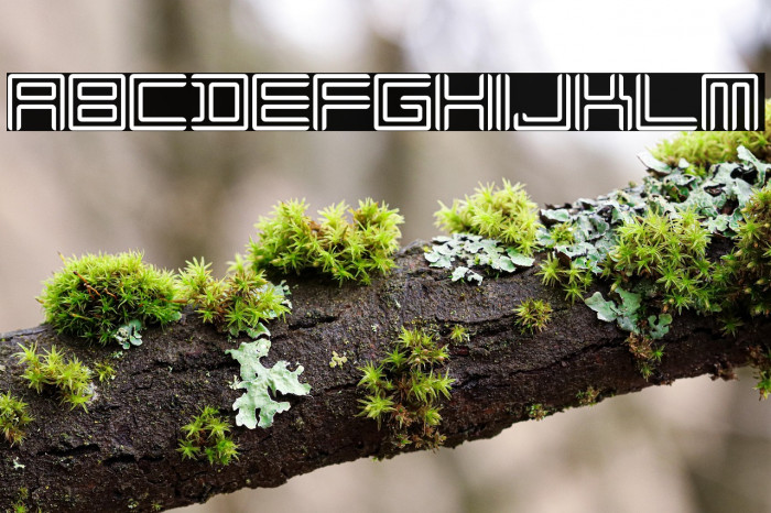 Liner Regular Example 2