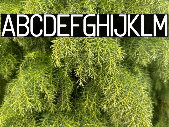 Linguineve Example 3