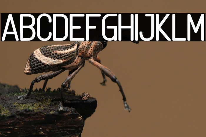 Linguineve Example 3